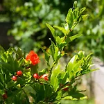 Lina Cipollina