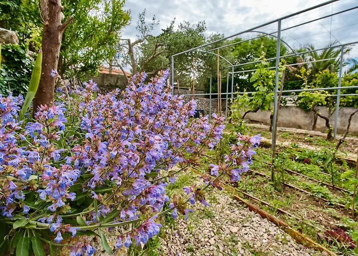 Lina Cipollina Mali Lošinj